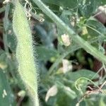 Lathyrus odoratus Fruit