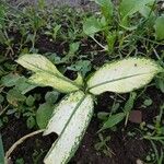 Dieffenbachia seguine List