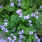 Orychophragmus violaceus Flower