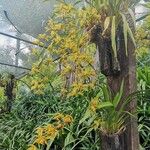 Grammatophyllum speciosum Žiedas