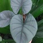Alocasia baginda Лист