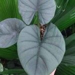 Alocasia baginda 葉