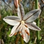 Asphodelus fistulosus 花
