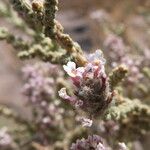 Acantholippia deserticola Flor