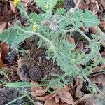 Senecio viscosus Habit