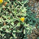 Faucaria tigrina Habitus