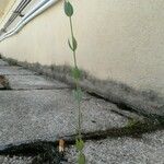 Blackstonia imperfoliata Blatt