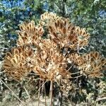 Thapsia garganica Blad