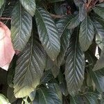 Eriobotrya japonica Likasa