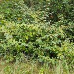 Cotoneaster bullatus Leaf