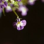 Downingia ornatissima Blüte