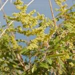 Rhus coriaria Otro