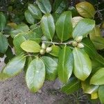 Camellia japonica Levél