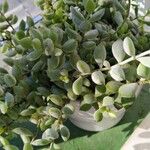 Cotyledon pendens Hoja
