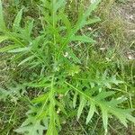 Cirsium muticum Leaf