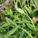 Pulmonaria longifolia Blad