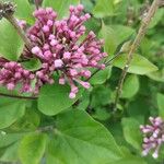 Syringa pubescens Blomma