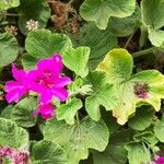 Pelargonium zonale Leaf