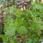 Arabis auriculata Leaf