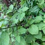 Solanum nigrum Levél