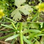 Ranunculus sceleratus Листок