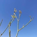 Foeniculum vulgareFlower