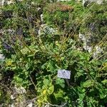 Salvia transsylvanica Habitus
