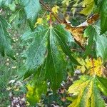 Acer × freemanii পাতা