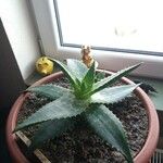 Aloe maculata Лист