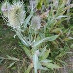 Dipsacus fullonumFlor