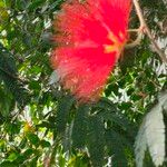 Calliandra tweedii Flower