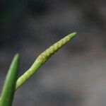Ophioglossum lusitanicum 花