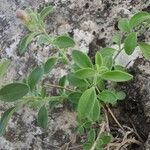 Antirrhinum sempervirens Leaf