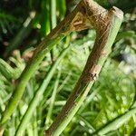 Epiphyllum oxypetalum Bark