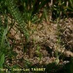 Draba nemorosa आदत