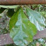 Quercus nigra Leaf