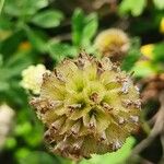 Scabiosa cinerea Плід