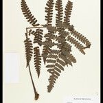 Cyathea surinamensis Лист