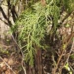 Juniperus procera Blad