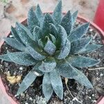 Echeveria affinis Ліст