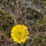 Helenium pinnatifidum Flower