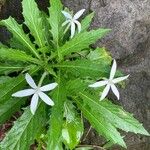 Hippobroma longiflora Blomst