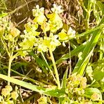 Asclepias mellodora