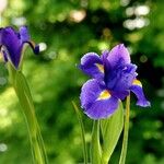 Iris latifolia Libunga