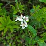 Aronia melanocarpa Квітка