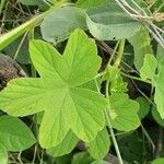 Pelargonium multibracteatum Leaf