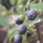 Gonzalagunia hirsuta Fruit