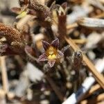 Orobanche fasciculata Hábito