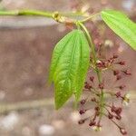 Acer calcaratum Blatt