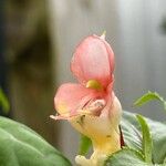 Impatiens auricoma Blomst